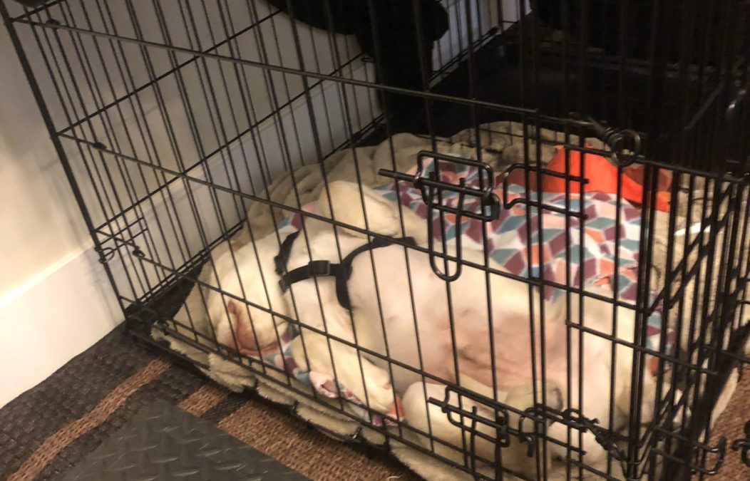 How to Crate Train Your Pup