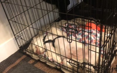 How to Crate Train Your Pup