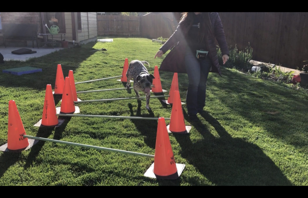 What is a cue in training?