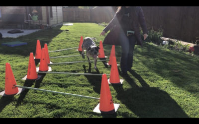 What is a cue in training?