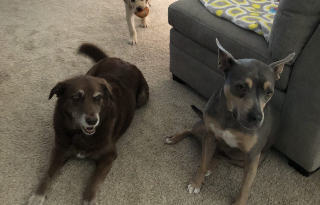 brown dog laying, grey dog sitting, yellow puppy playing