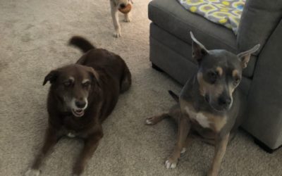 Let’s Talk About Reinforcers & Distractions