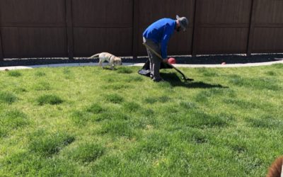 Dog Positive Proactive Socialization