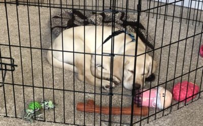 Every Puppy Should Have These Skills