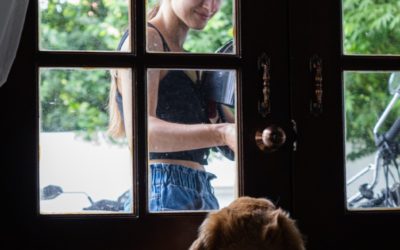 Teaching Your Pup Door Greetings