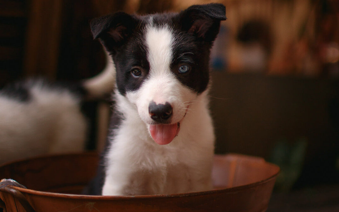 Waiting to be Fully Vaccinated Could be Doing More Damage to Your Puppy