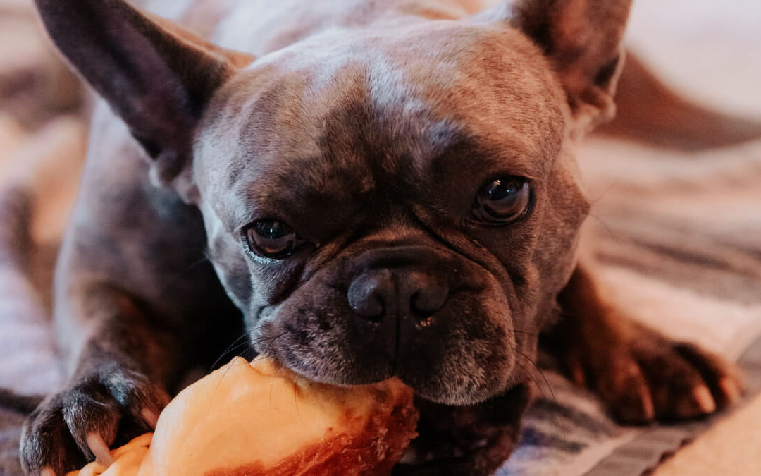 Mine! All Mine (Preventing Food Bowl Guarding)