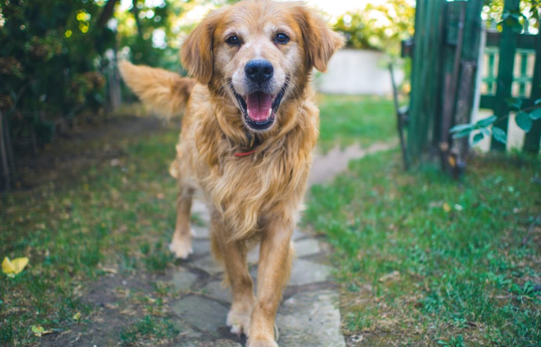 Teaching Your Pup Name Recognition
