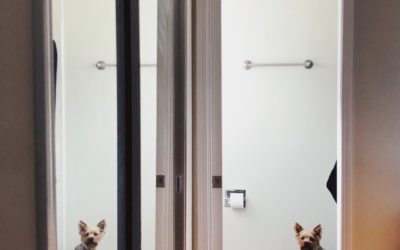 Teaching Your Pup to Potty