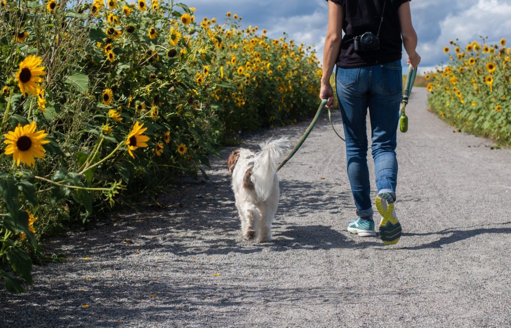 Beyond the Leash: Meeting Your Dog’s Needs Beyond Traditional Walks