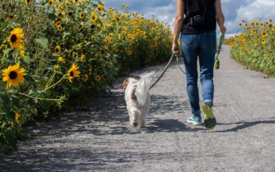 Beyond the Leash: Meeting Your Dog’s Needs Beyond Traditional Walks