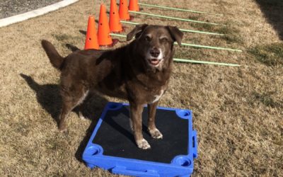 How Canine Fitness Can Boost Your Dog’s Quality of Life