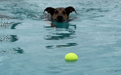 5 Benefits of Canine Swimming