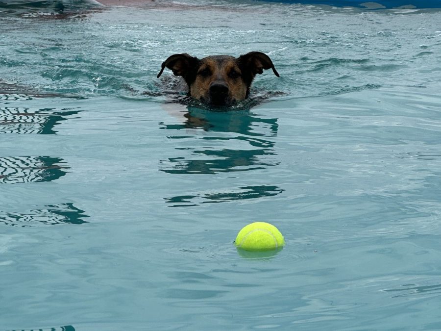 5 Benefits of Canine Swimming