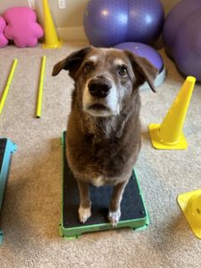 brown dog sitting on stand