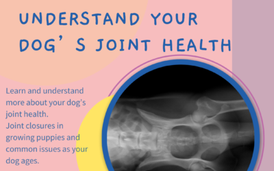 Understand Your Dog’s Joint Health