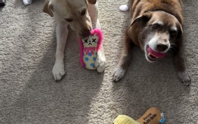 Understanding When It’s Best Not to Walk Your Dog (and it’s okay)