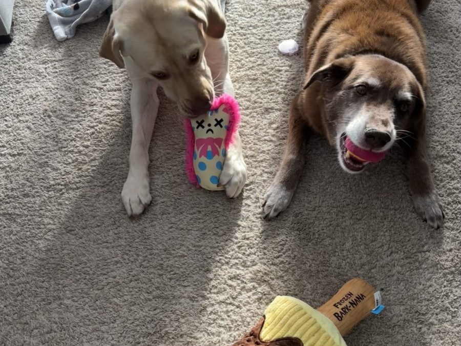 Understanding When It’s Best Not to Walk Your Dog (and it’s okay)