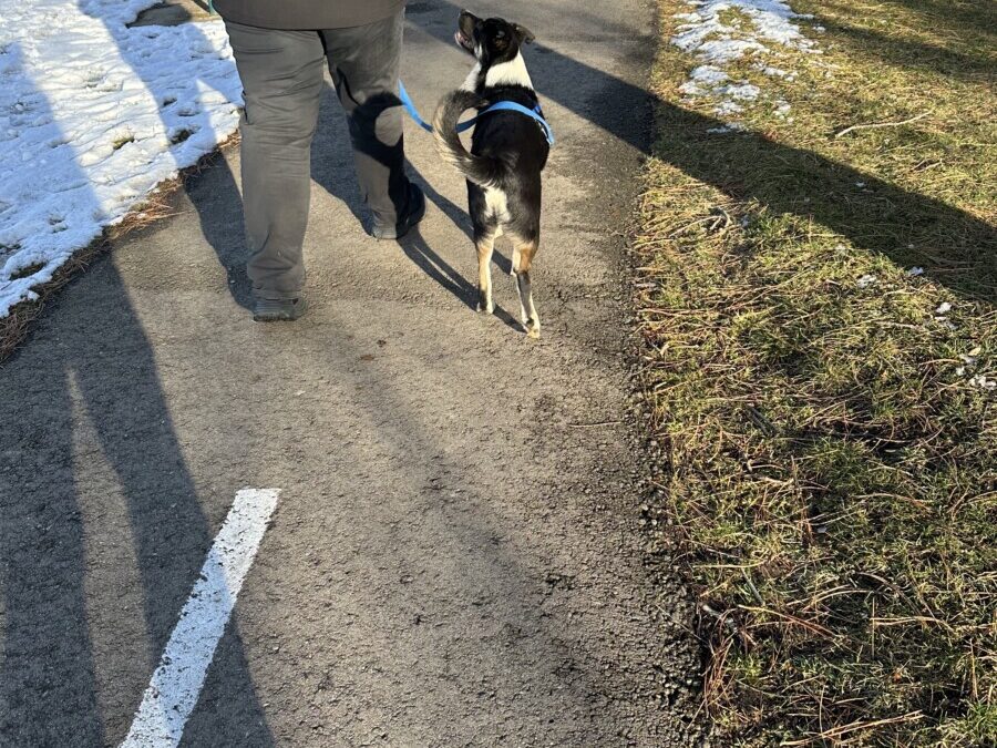 Safeguarding Your Pup’s Health